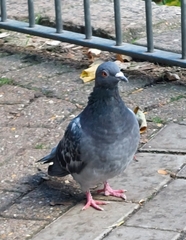 Columba livia domestica