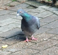 Columba livia domestica