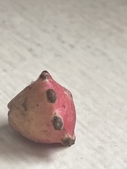 Andricus quercustozae