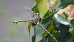 Chlorostilbon lucidus