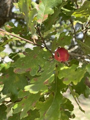 Andricus quercustozae