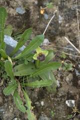 Ophrys bombyliflora