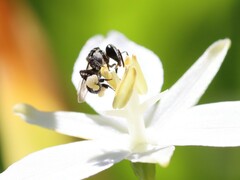 Tetragonula carbonaria