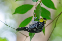 Machlolophus spilonotus