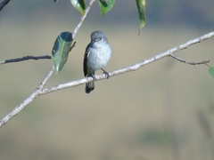Myiopagis caniceps