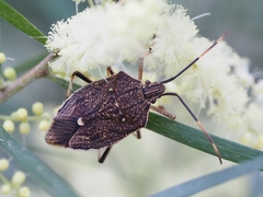 Poecilometis strigatus