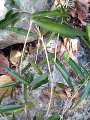 Noronhia linearifolia