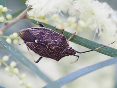 Poecilometis strigatus