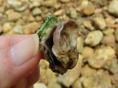 Ostreidae