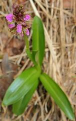 Orchis spitzelii