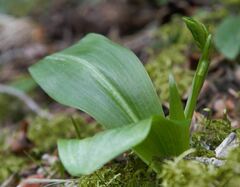 Orchis spitzelii