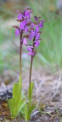 Orchis spitzelii