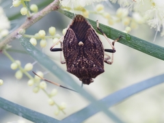 Poecilometis strigatus