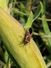 Lygaeus kalmii angustomarginatus