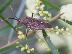 Poecilometis strigatus