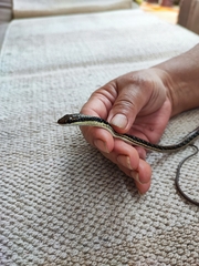 Dendrelaphis pictus