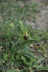 Ophrys