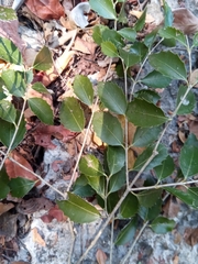 Brexiella