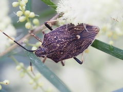 Poecilometis strigatus
