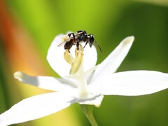 Tetragonula carbonaria