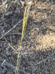 Bothriochloa