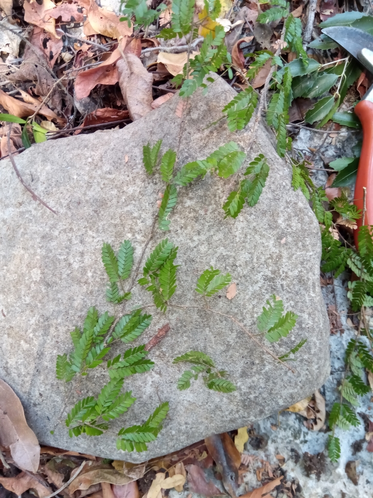 Viguieranthus glaber