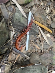 Scolopendra dehaani