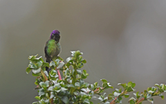 Ramphomicron microrhynchum