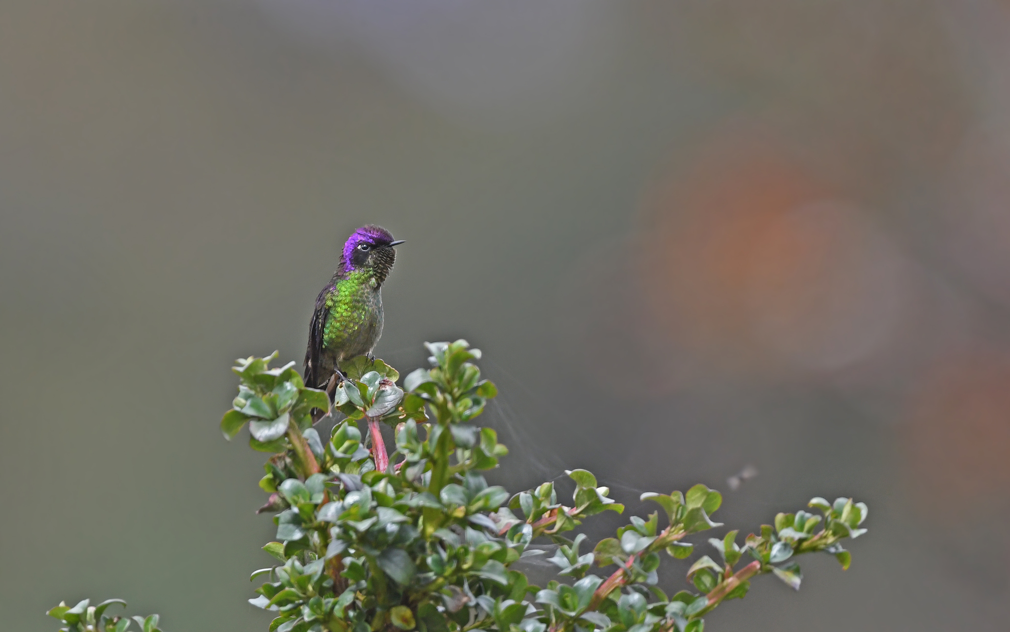 Purple-backed Thornbill (Ramphomicron microrhynchum), photo 7