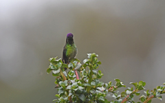 Ramphomicron microrhynchum