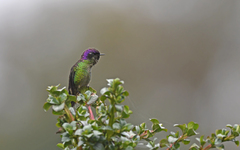 Ramphomicron microrhynchum