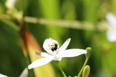 Tetragonula carbonaria