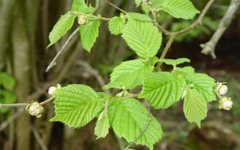 Phytoptus avellanae