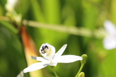 Tetragonula carbonaria