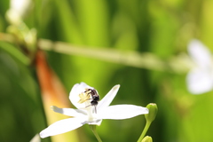 Tetragonula carbonaria