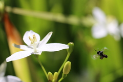 Tetragonula carbonaria