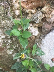 Tridax procumbens