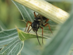 Cryptocheilus richardsi