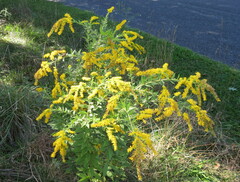 Solidago rugosa