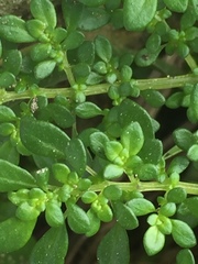 Pilea microphylla