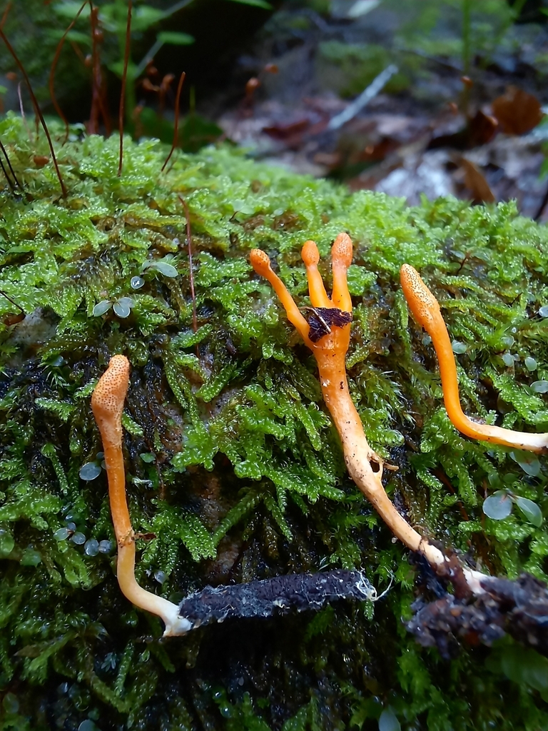 Blackwellomyces