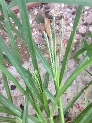 Poaceae