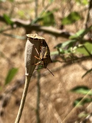 Carpocoris mediterraneus atlanticus