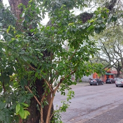 Pereskia