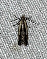 Dichomeris serrativittella