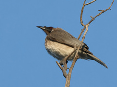 Philemon corniculatus