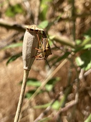 Carpocoris mediterraneus atlanticus