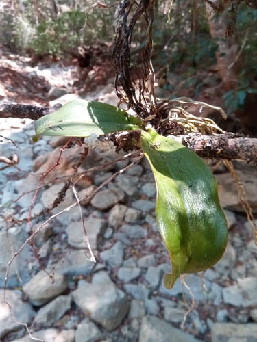 Aerangis mooreana (Rolfe) P.J.Cribb & J.Stewart 2