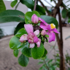 Pereskia