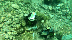 Sphaerechinus granularis